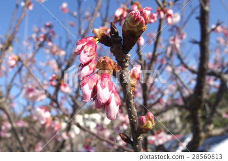 Bud of cherry-blossoms 28560813