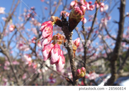Bud of cherry-blossoms 28560814