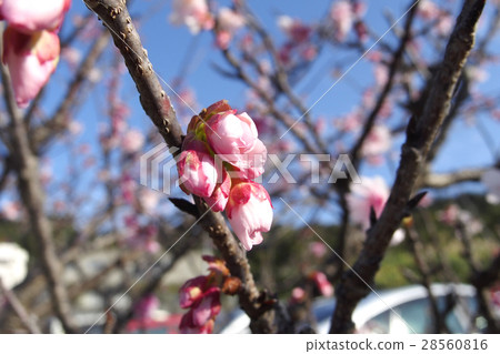 Bud of cherry-blossoms 28560816
