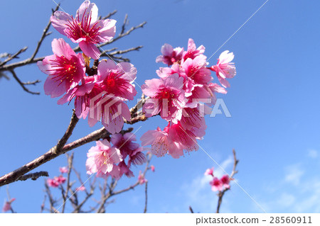 Cherry blossoms 28560911
