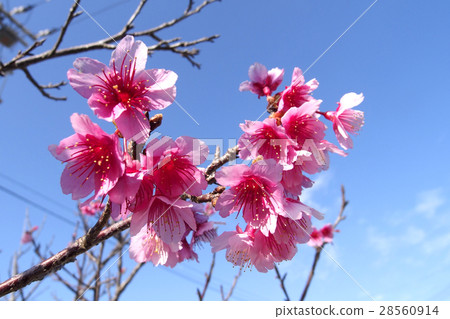 Cherry blossoms 28560914