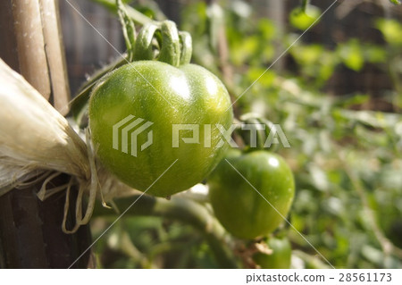 Growing mini tomatoes 28561173