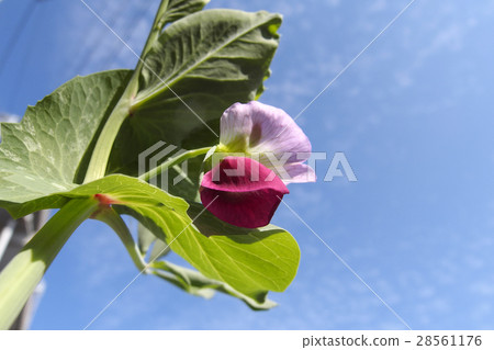 Pea flowers Pea flowers 28561176