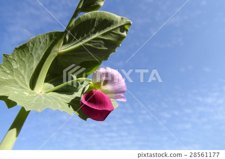 Pea flowers Pea flowers 28561177