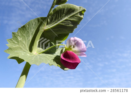 Pea flowers 28561178