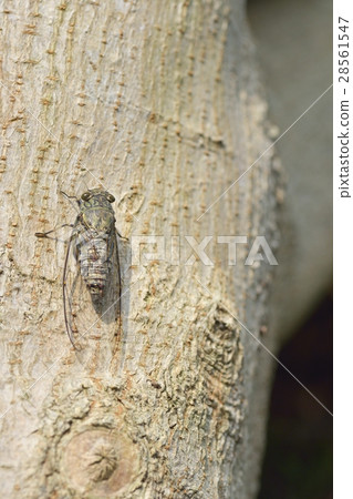 Tsukutsukubi 28561547