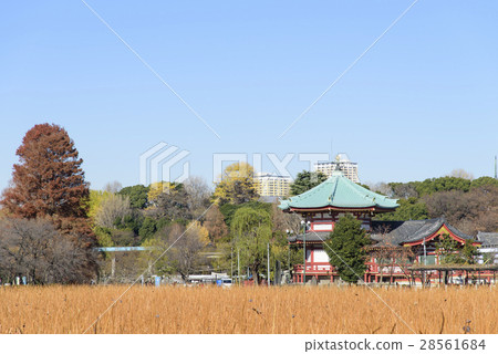 Uncultivated pond in winter where withered and Bentendo (Ueno Park, Taito-ku) 28561684