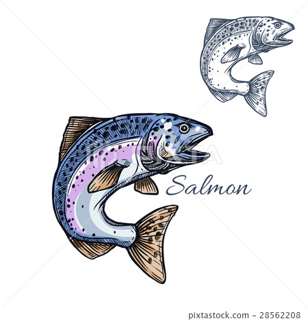 Salmon fish vector isolated sketch icon Salmon fish vector isolated sketch icon 28562208
