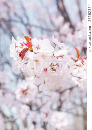 Cherry blossoms (up + high key) 28562324