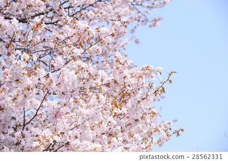 Blue sky and cherry blossoms (high key) Blue sky and cherry blossoms (high key) 28562331