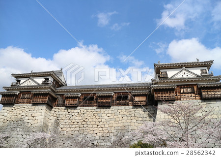 Matsuyama castle and cherry blossoms Matsuyama castle and cherry blossoms 28562342