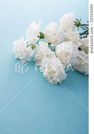 White carnation 28563084