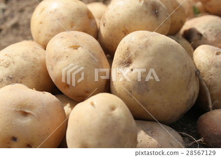 Potato harvest. Potato harvest. 28567129