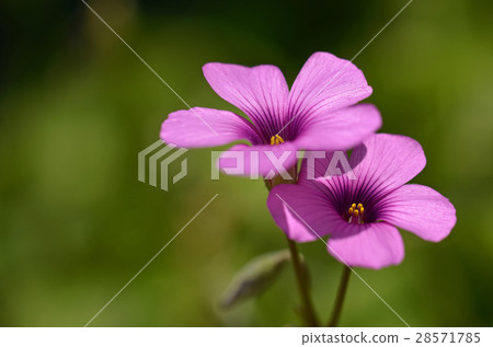 Imokatami (potato) Imokatami (potato) 28571785