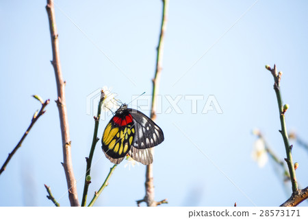 Plum blossoms Plum blossoms 28573171