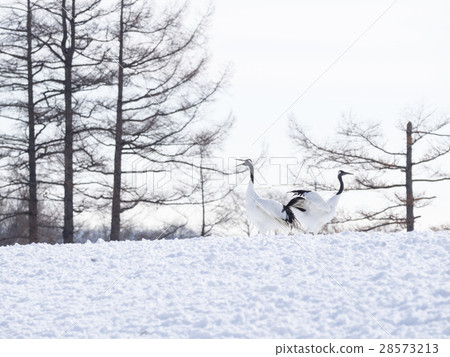 Courtship dancing of cranes (back to back 3) Courtship dancing of cranes (back to back 3) 28573213