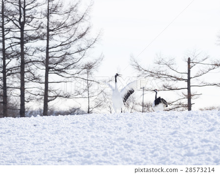 Squeaking of varnish (side by side, one wing big widening) 28573214