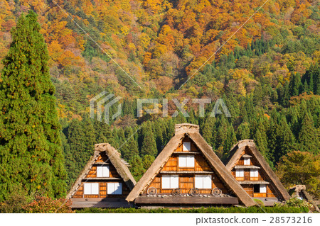 Gifu _ Shirakawago of autumn leaves Gifu _ Shirakawago of autumn leaves 28573216