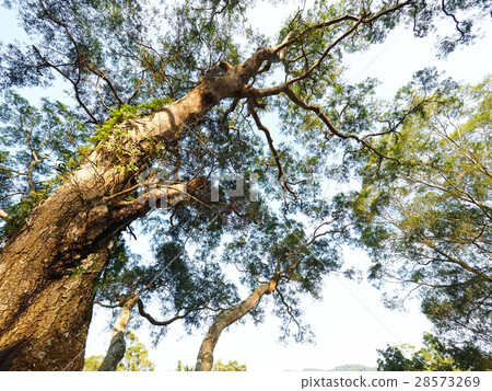 大樹 大樹 28573269