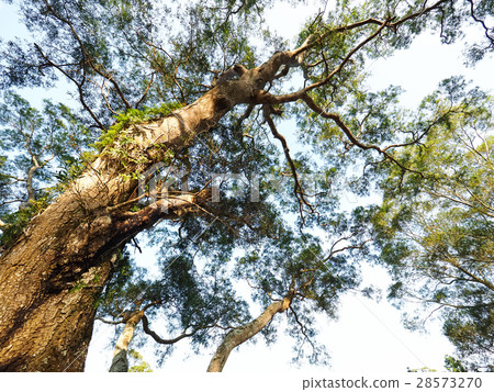 Big tree Big tree 28573270