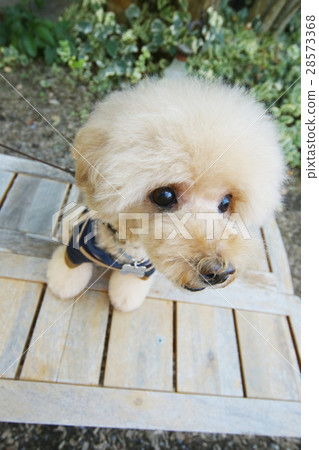 toy poodle toy poodle 28573368