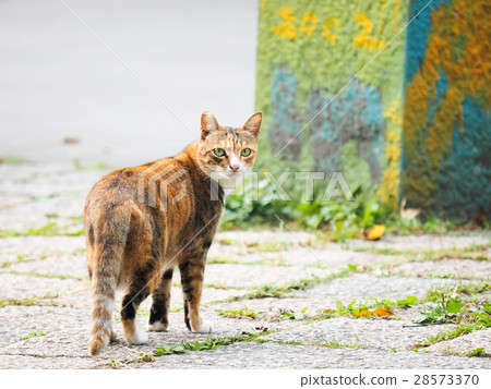 wildcat wildcat 28573370