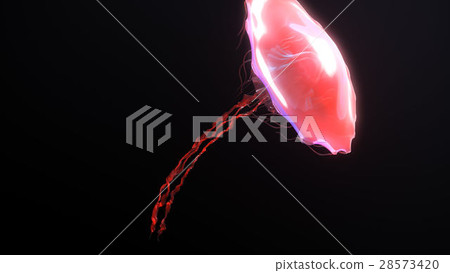 Jellyfish underwater going to the sun isolated on 28573420