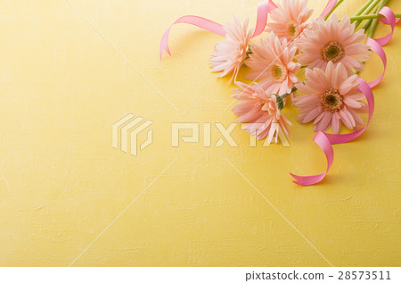 Gerbera Gerbera 28573511