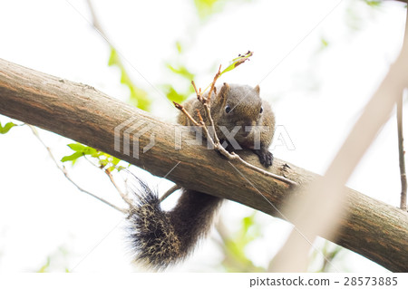 松鼠 松鼠 28573885