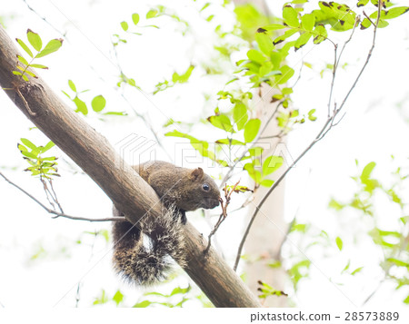 松鼠 松鼠 28573889