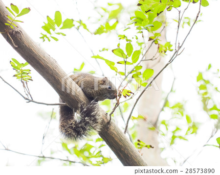 松鼠 松鼠 28573890