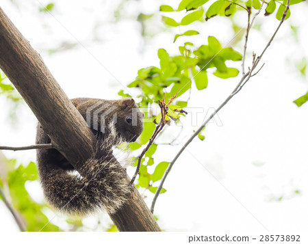 松鼠 松鼠 28573892