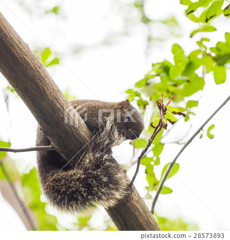 松鼠 松鼠 28573893