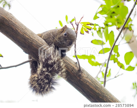松鼠 松鼠 28573894