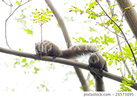 松鼠 松鼠 28573895