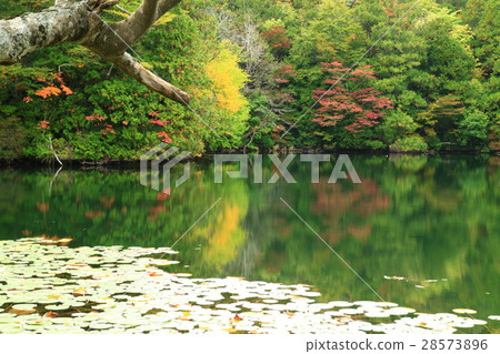 在Shirakami Juji湖的八個看法池塘 28573896