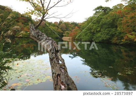 在Shirakami Juji湖的八個看法池塘 28573897