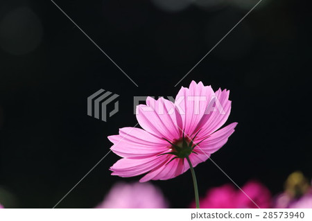 Cosmos (sensation) Part 26. Cosmos flower Cosmos (sensation) Part 26. Cosmos flower 28573940