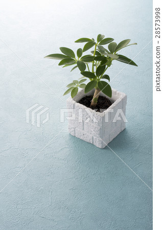 葉子植物 28573998