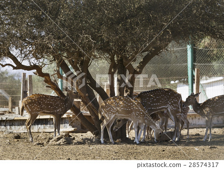 herd of spotted deer 28574317