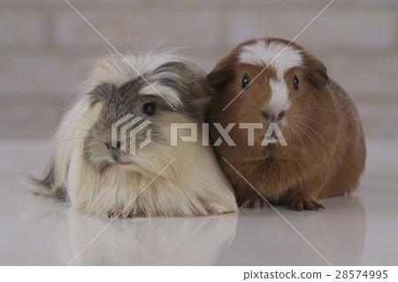Guinea pigs breed Golden American Crested and 28574995