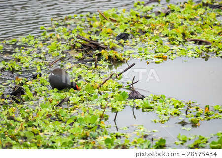 紅冠水雞 28575434