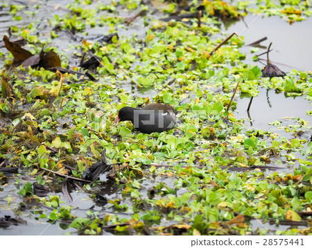 紅冠水雞 紅冠水雞 28575441