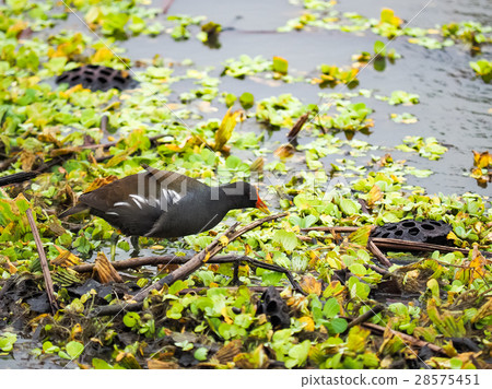 紅冠水雞 紅冠水雞 28575451