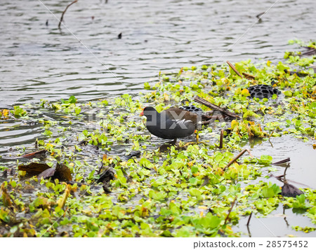 紅冠水雞 28575452