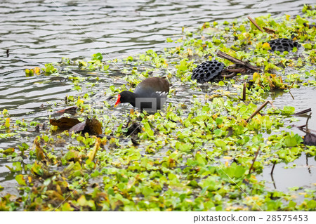 紅冠水雞 28575453