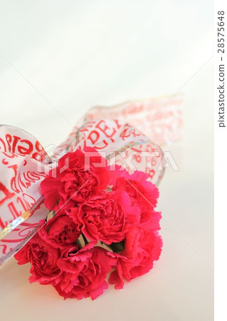 Carnation Carnation 28575648