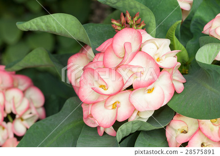 Euphorbia milii, Crown of thorns, Christ Thorn Euphorbia milii, Crown of thorns, Christ Thorn 28575891