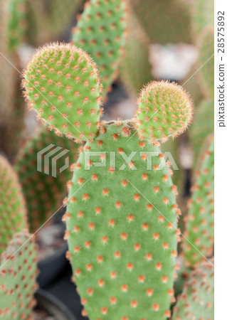Mammillaria, Cactus 28575892