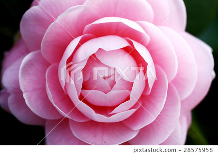 Otome Tsubaki Otome Tsubaki 28575958